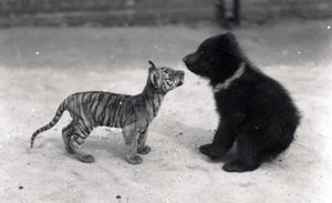 Tigerunge møder bjørneunge, 1914